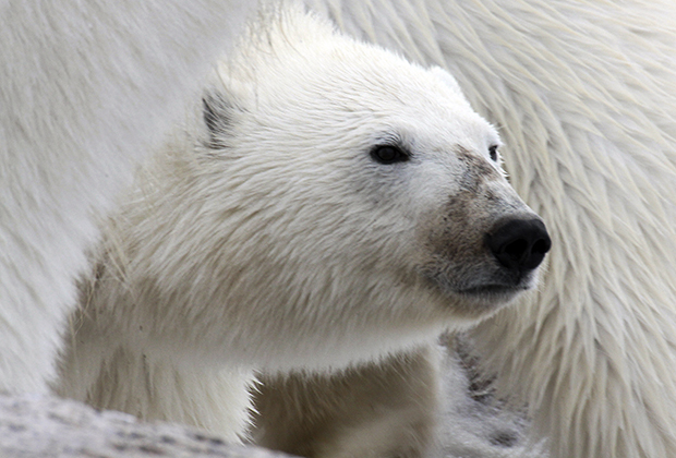 «Медведь идет как танк» В арктических поселках — нашествие белых медведей. Как защитить людей от опасных хищников