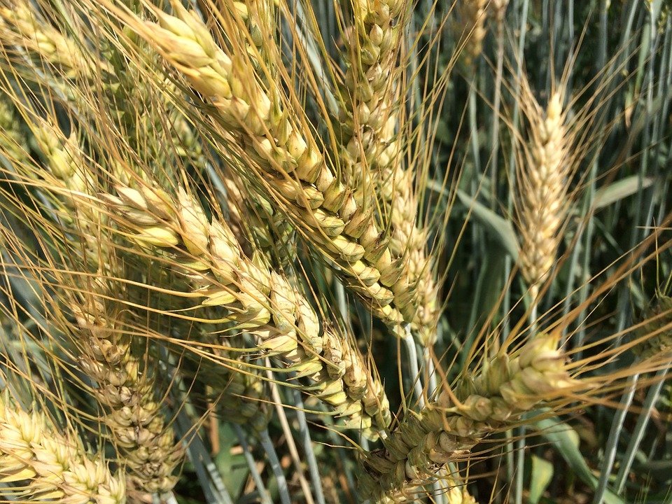 wheat-grain-2145502_960_720.jpg